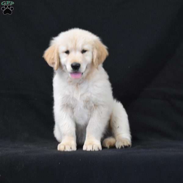 Casper, Golden Retriever Puppy